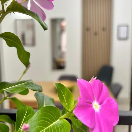 Apartman Tezone Seven *